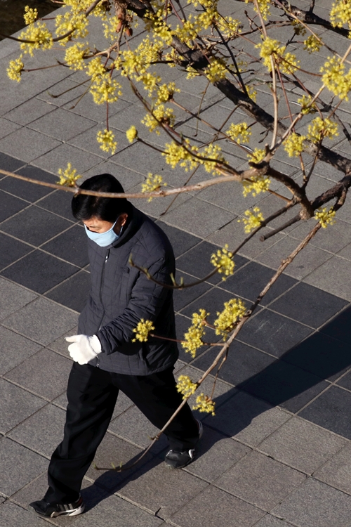꽃샘추위가 이어진 지난 1일 서울 종로구 청계천에 핀 산수유 뒤로 마스크와 외투를 착용한 시민이 보이고 있다. <사진=뉴시스>