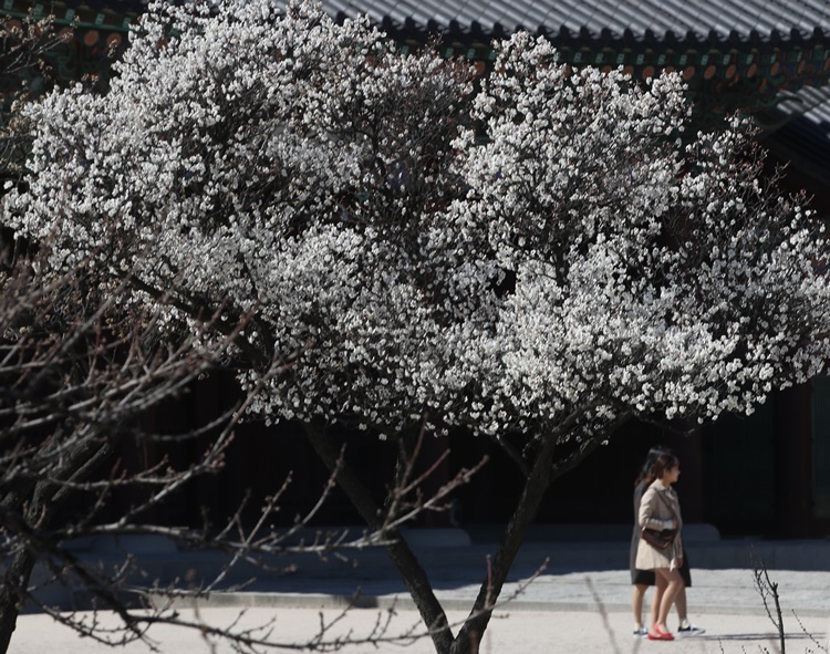 완연한 봄날씨를 보인 지난 22일 서울 종로구 경복궁에서 신종 코로나 바이러스 감염증(코로나19)로 움츠렸던 시민들이 사회적 거리두기를 하며 봄 풍경을 즐기고 있다. <사진=뉴시스><br>