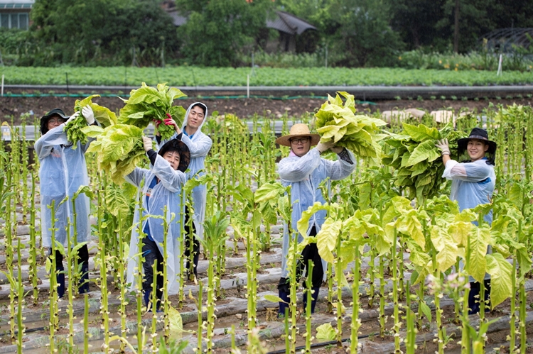 KT&G 원료본부 및 김천공장 임직원들은 지난 24일 문경시 가은읍의 잎담배 농가를 방문해 수확 봉사활동을 진행했다.