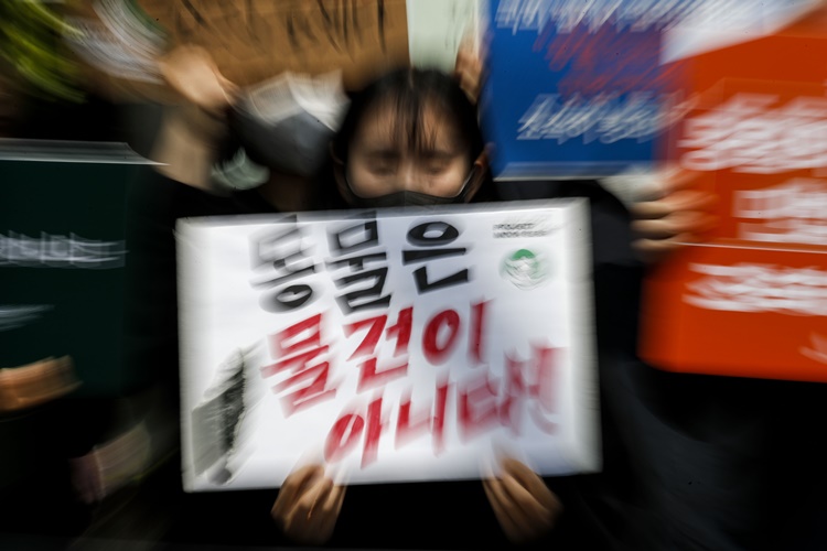 지난 4월27일 서울 여의도 국회 앞에서 열린 ‘동물은 물건이 아니다’ 민법 개정안 국회 통과 촉구 기자회견에서 동물권행동 카라를 비롯한 동물보호단체들이 피켓을 들고 있다. <사진=뉴시스>